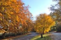 Autumn Colour on Elham Valley entering Barham by Diana Forrest